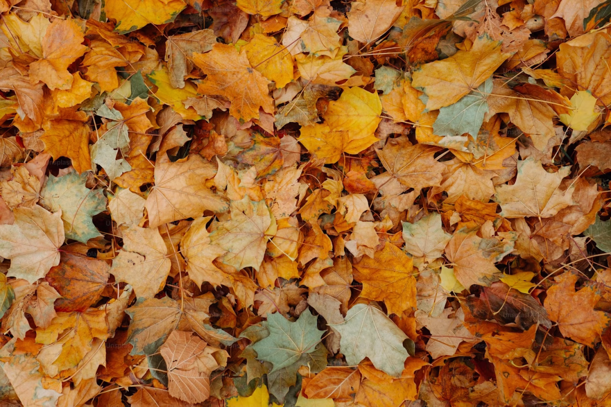 Central Illinois October Weekend Guide