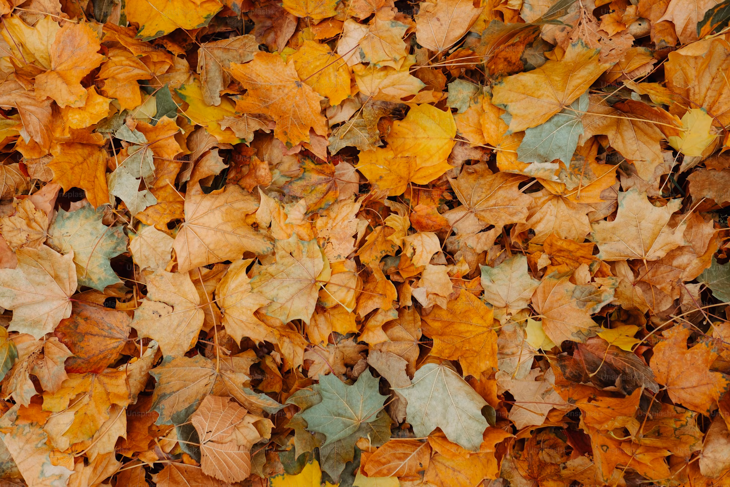 Central Illinois October Weekend Guide