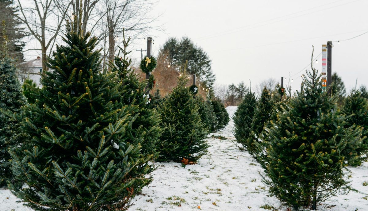 Local Christmas Tree Farms: