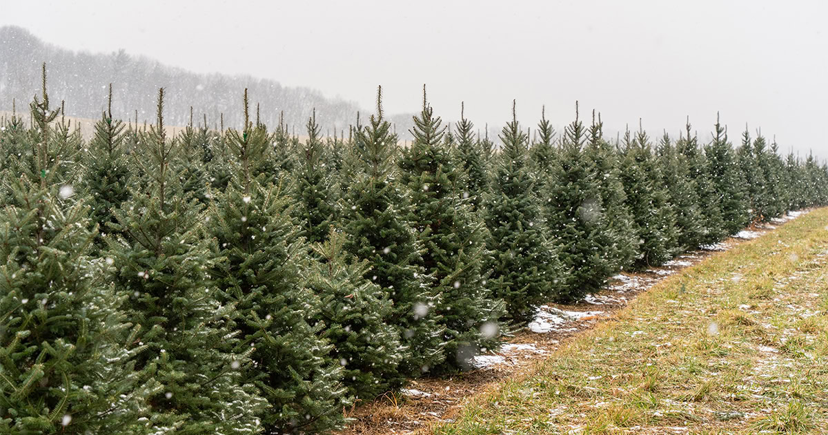 The Case for Keeping Christmas Real!