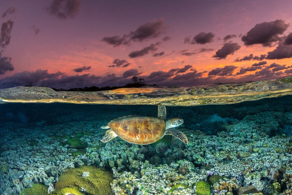 The Green Sea Turtle's Recovery!